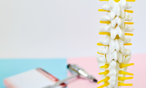 close-up-human-loins-spine-skeleton-model