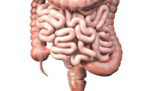 large-and-small-intestineisolated-on-white-human-2021-08-26-16-57-04-utc